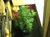 1 week flower.jpg