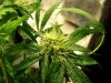 qazwers1-albums-first-grow-picture94394-11-29-09.jpg