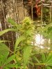 100_0984.jpg