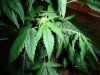 DSC01555.jpg