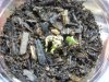 blueberry sproutlings.jpg