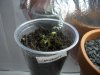 blueberry sprouts.jpg