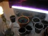 more grow space.jpg