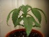 DSCN1467.jpg