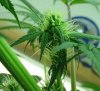 Cropped Bud_2.jpg