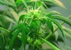Cropped Bud_3.jpg