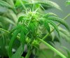 Cropped Bud.jpg