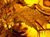 100_0363.jpg