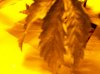 100_0365.jpg