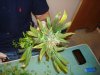 DSC01202.jpg