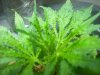 sick plants grass roots 002.jpg