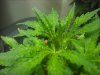 sick plants grass roots 003.jpg