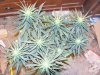 38 days flower 005.jpg