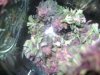 DSC02451.jpg