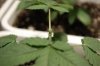 Topping Closeup 3.jpg