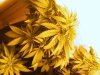 grow 030.JPG