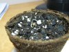 Seedling 001.jpg