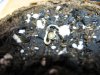 Seedling 002.jpg