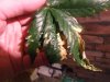 DSCF0683.jpg