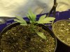 BlueCheese1.jpg