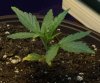 PowerKush.jpg