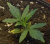 PowerKush2.jpg