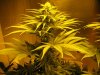 week three flowering 004.jpg