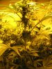 week three flowering 006.jpg
