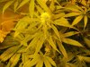 week three flowering 007.jpg