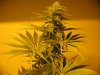 week three flowering 008.jpg