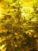 week three flowering 009.jpg