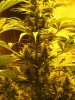 week three flowering 010.jpg