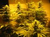 week three flowering 011.jpg