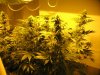 week three flowering 012.jpg