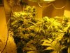 week three flowering 013.jpg