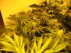 week three flowering 014.jpg
