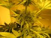 week three flowering 015.jpg