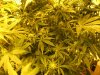 week three flowering 016.jpg