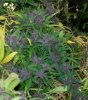 100_7710-Nevilles Haze.jpg