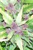 100_7689-Neville's Haze.jpg