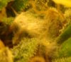Whitestuff12.7b.JPG