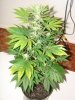 Whole Plant 1.jpg