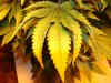 Twisty Leaf 1.jpg
