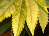 Spotty Leaf 1.jpg