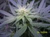 100_1173.jpg