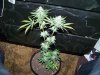 100_2126.jpg