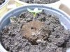 BYS 1-4, five days from seed 003.jpg