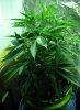 grow8.jpg