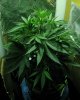 grow7.jpg