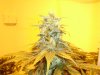 Bud.jpg